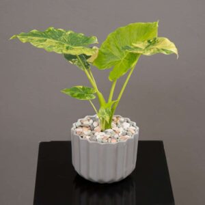 راهنمای کامل نگهداری از آلوکازیا یا بابا آدم