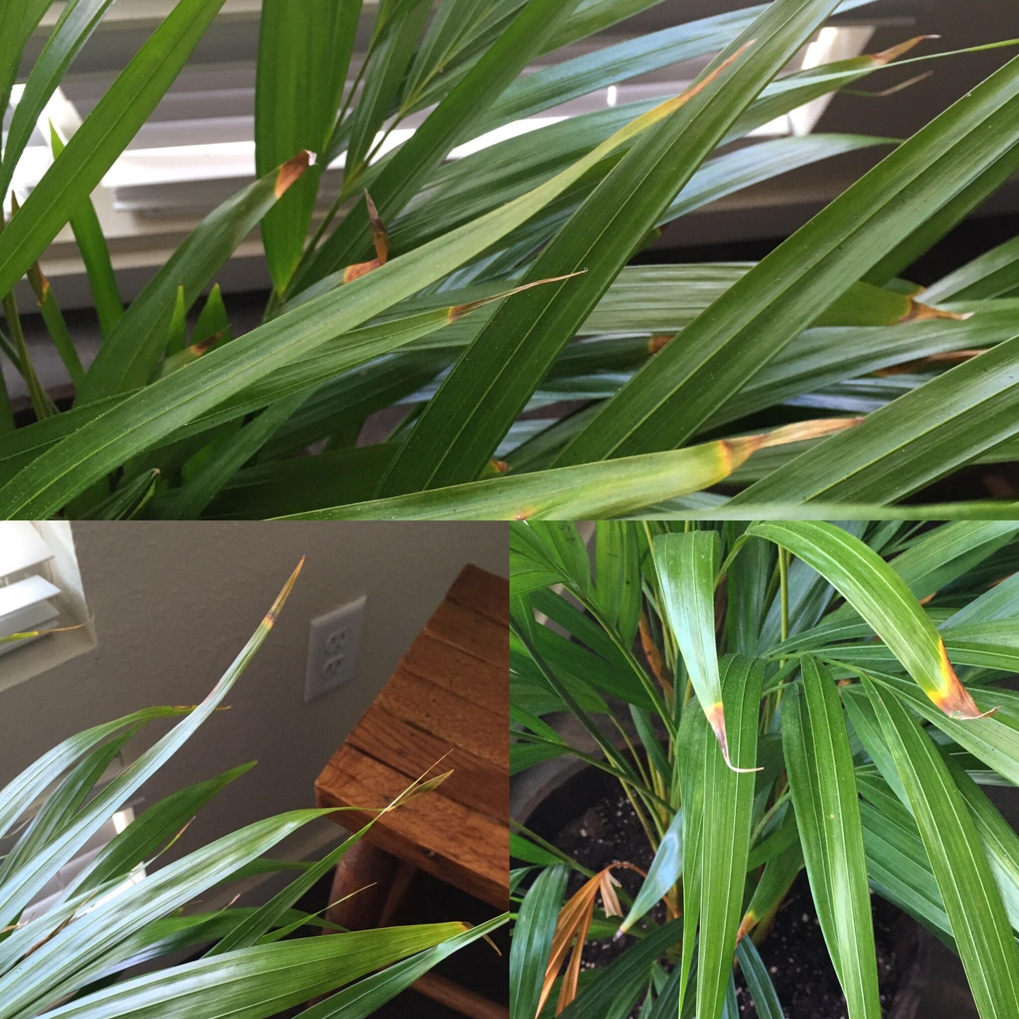 نوک سوزی نخل اریکا